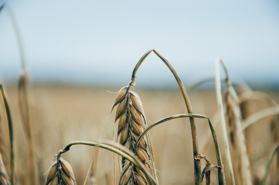 Dry, wheat, field