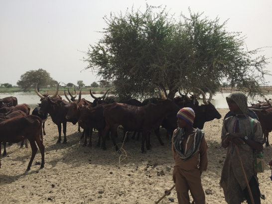 farmer herder conflict, Nigeria, Fulani, Hausa, climate security 