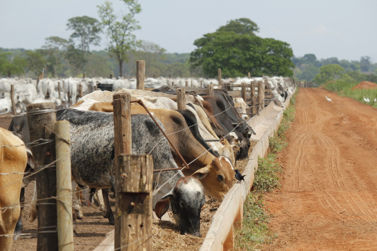 Livestock, cows, farm, Colombia