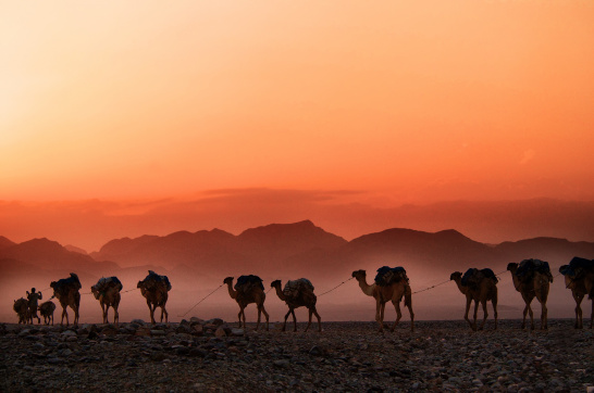 Sahara, desert, camels, caravan