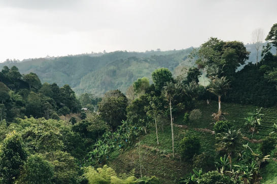 Salento, Colombia, coffee plantation, forest, agriculture, café 