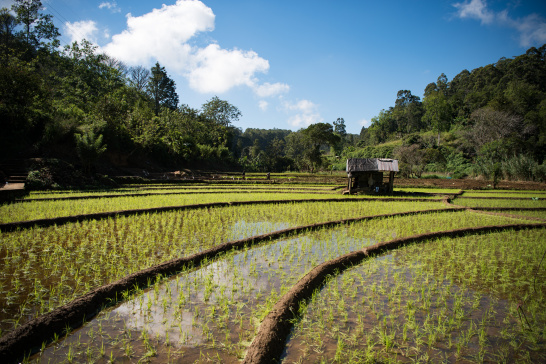 Sri Lanka, rice paddy, water, farming