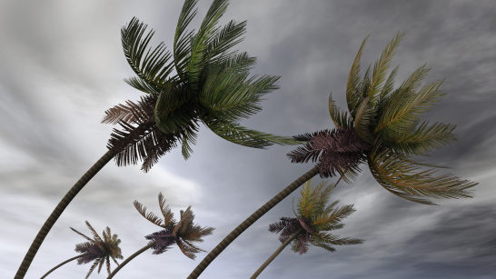 wind, palm trees, storm, shutterstock_22118044