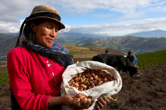 woman, potatoes, hills, Ecuador, South America
