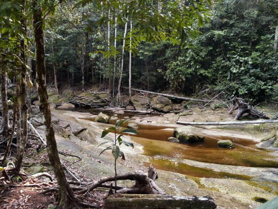 Jungle, forest, Amazon, river, trees