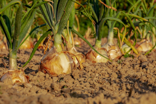 Onions, crop, farm, soil, agriculture, vegetable