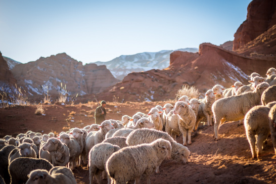 Chuy Region, Kyrgyzstan, livestock, shepherd, herd, sheep, Central Asia