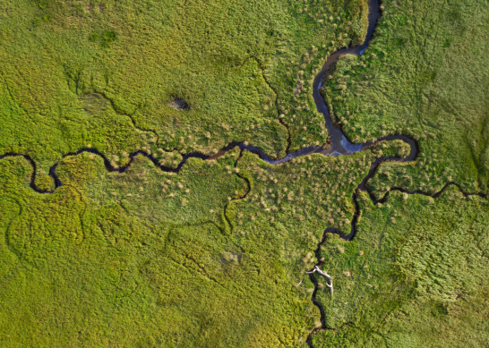 green, river, marsh, water, network, creek, United States, USA, North America