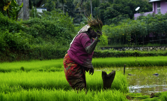 Woman in paddy field, Kerala, rice, India, South Asia