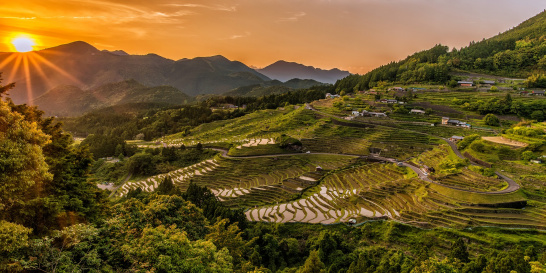 rice, terraces, sunset, hill