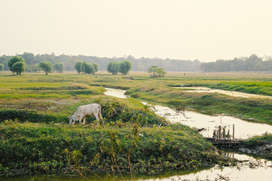 Dawei, Myanmar, water, cow