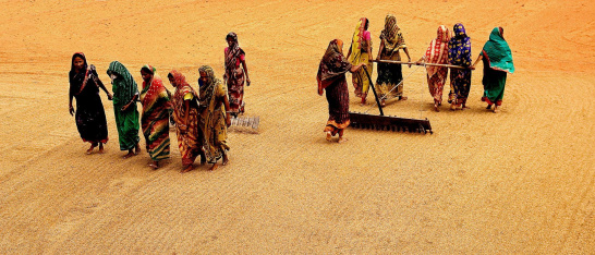 women, gender, rice, field