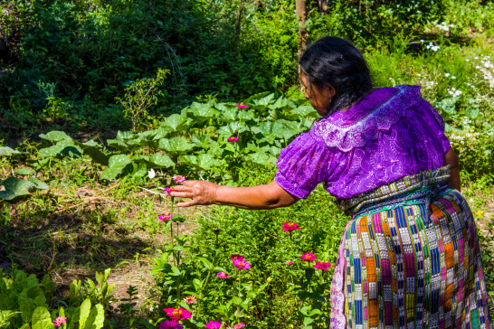 Lake Atitlán, Guatemala, woman, flowers, harvest