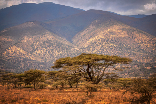 Ngorongoro, Tanzania, conservation, biodiversity, forest