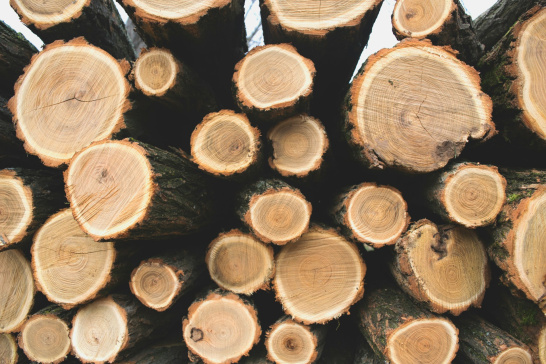 Wood, timber, deforestation, trees, wood logging