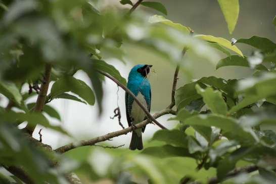 Yolosa, Bolivia, bird, nature, animals, biodiversity, south america, latin america, forest, poaching