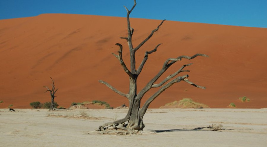 Drought, tree, landscape, desertification, sky