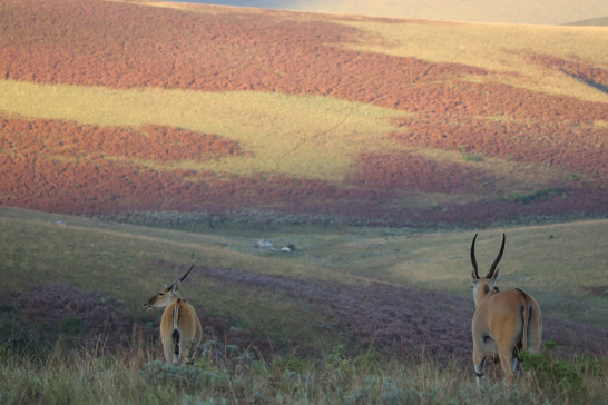 Nyika Nationalpark, Malawi