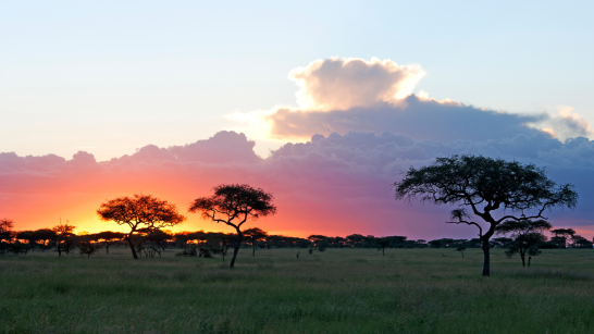 Tanzania, Serengeti, Africa, Sub-saharan africa, landscape, national park savanah, safari, tree, nature, environment, sunset