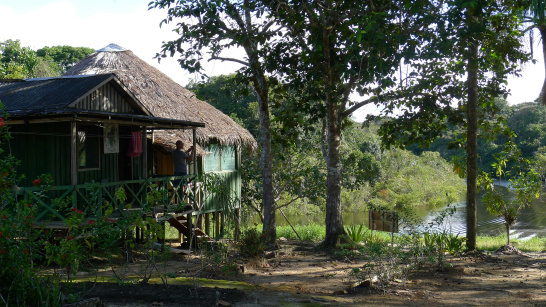 brazil amazon nature forest river latin america 