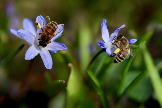 Bees pollinating flowers