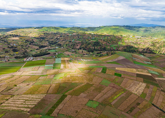 Kenya farm 