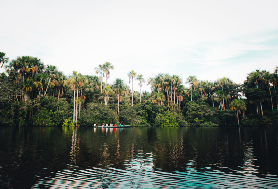 Peru amazon rainforest trees boat