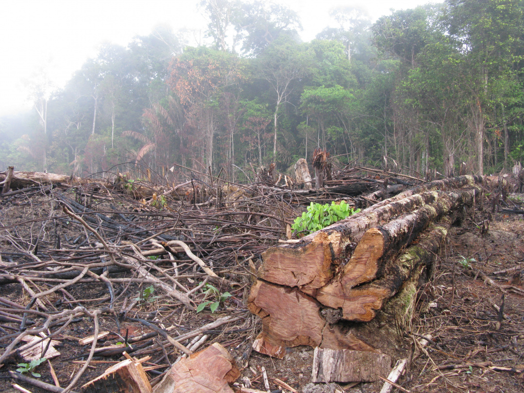 Rainforest Mafias: How Violence and Impunity Fuel Deforestation in Brazil's