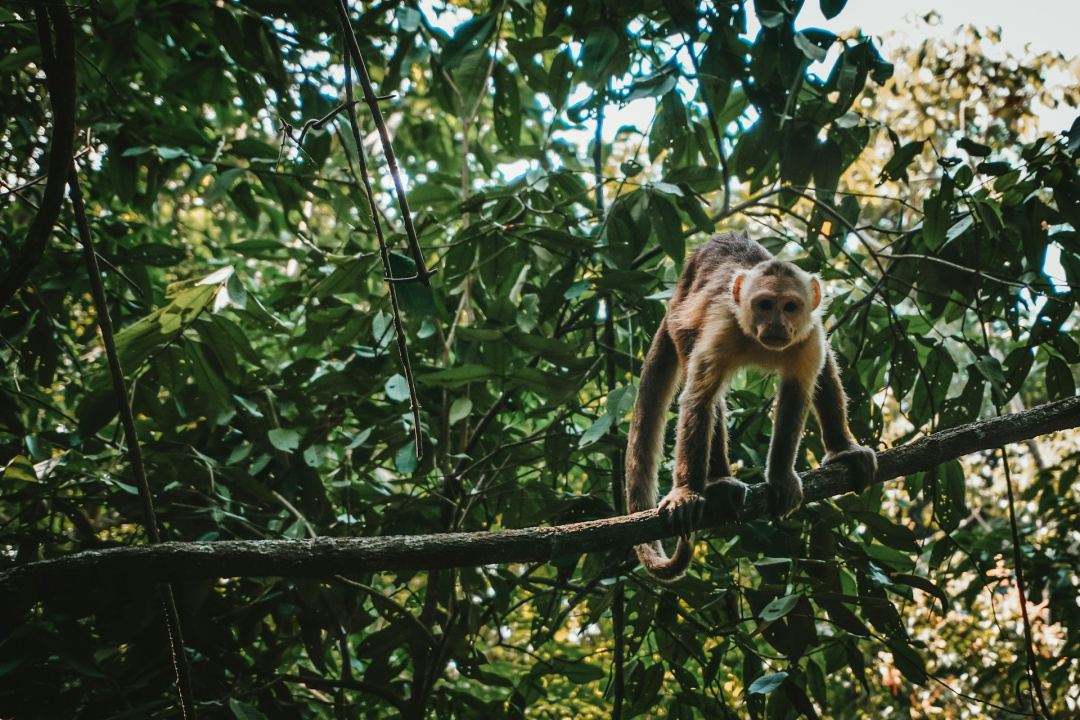The cost of conservation without consent: Astrid Puentes calls for rights-based environmentalism