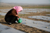 A woman hand-watering crops in Ningxia