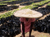 Ghana, 2007, woman, plants, Africa