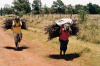 Kenya, women, carrying sticks, Africa