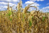 dry cornfield, usa, north america