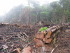 Amazon, deforestation, logging, rainforest, timber