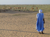 Camels, desert, Mauritania
