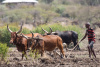 Ethiopia, farming, agriculture, livestock, cattle herd, ploughing, rural
