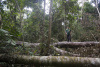 Illegal logging, forest, National Tapajos Rubber Tree Forest, Brazil