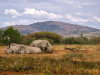 Rhinos, wildlife, crime, illegal trade