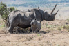 black rhinos, Lewa Conservancy, Kenya