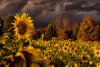 Sunflower field, dark sky