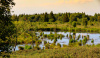 Venn, High fens, Belgium, Europe, moor, swamp, marsh, heath, peatland