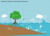 Mangroves and ecosystem resilience