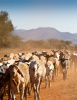 livestock, South_Africa_Tanzania