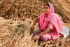 Bishnois tribal, woman, grain