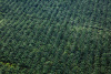 palm oil, monoculture, vorderwand_monokultur, colombia, south america