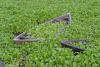 Bangladesh, boat, river, flood, nature