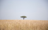 uganda, africa, murchison falls national park, tree