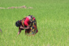 Bangladesh, South Asia, woman, field, farm, gender