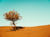 Desert, tree, dry, sun, hot, Sahara, Morocco, North Africa