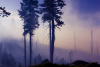 forest, fire, trees, smoke